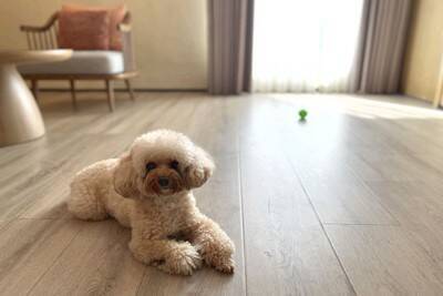 犬に『フローリング』は危険なの？滑りやすい床が引き起こすケガや事故とは？