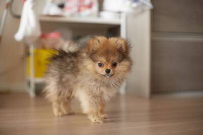 犬に『フローリング』は危険なの？滑りやすい床が引き起こすケガや事故とは？