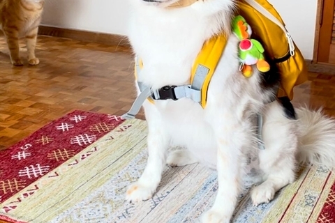 雨が止んだので、散歩に行こうとした犬→『完璧な準備』をした後、再び雨が降ってしまい…想像以上の『絶望顔』が719万再生「猫気まずそうで草」
