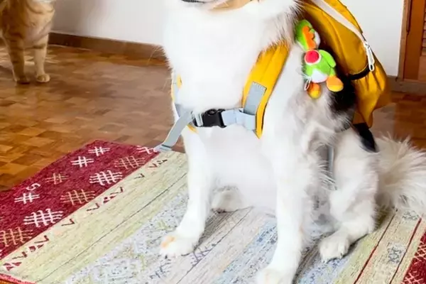 雨が止んだので、散歩に行こうとした犬→『完璧な準備』をした後、再び雨が降ってしまい…想像以上の『絶望顔』が719万再生「猫気まずそうで草」