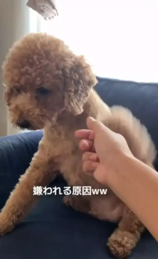 犬の耳にちょっかいをかけようとした結果…コントのような『ブチギレ方』が322万再生「ノールックで草」「3段階でキレてるｗ」と爆笑の声