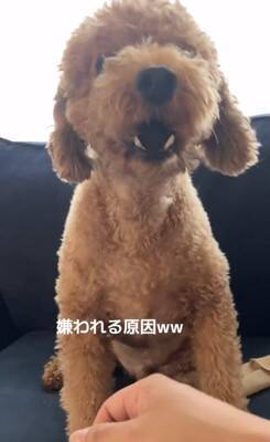 犬の耳にちょっかいをかけようとした結果…コントのような『ブチギレ方』が322万再生「ノールックで草」「3段階でキレてるｗ」と爆笑の声