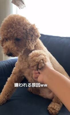 犬の耳にちょっかいをかけようとした結果…コントのような『ブチギレ方』が322万再生「ノールックで草」「3段階でキレてるｗ」と爆笑の声