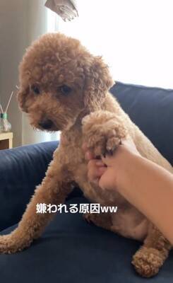 犬の耳にちょっかいをかけようとした結果…コントのような『ブチギレ方』が322万再生「ノールックで草」「3段階でキレてるｗ」と爆笑の声