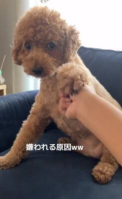 犬の耳にちょっかいをかけようとした結果…コントのような『ブチギレ方』が322万再生「ノールックで草」「3段階でキレてるｗ」と爆笑の声