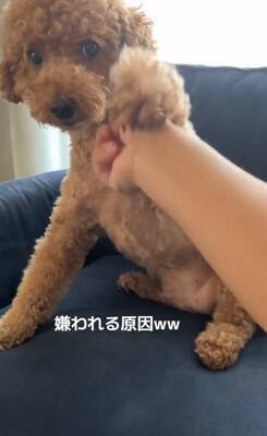 犬の耳にちょっかいをかけようとした結果…コントのような『ブチギレ方』が322万再生「ノールックで草」「3段階でキレてるｗ」と爆笑の声