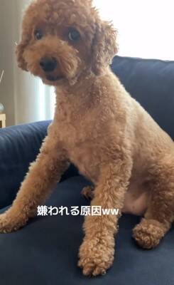 犬の耳にちょっかいをかけようとした結果…コントのような『ブチギレ方』が322万再生「ノールックで草」「3段階でキレてるｗ」と爆笑の声