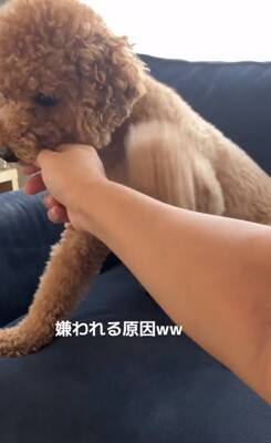 犬の耳にちょっかいをかけようとした結果…コントのような『ブチギレ方』が322万再生「ノールックで草」「3段階でキレてるｗ」と爆笑の声