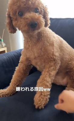 犬の耳にちょっかいをかけようとした結果…コントのような『ブチギレ方』が322万再生「ノールックで草」「3段階でキレてるｗ」と爆笑の声