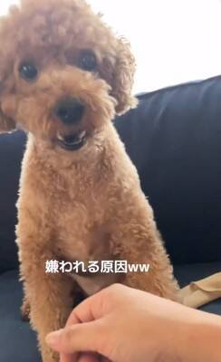 犬の耳にちょっかいをかけようとした結果…コントのような『ブチギレ方』が322万再生「ノールックで草」「3段階でキレてるｗ」と爆笑の声