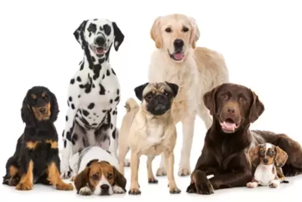 犬の寛容さに甘えてしまっているかも？『ボディランゲージ』を学んで、愛犬と信頼関係を築こう