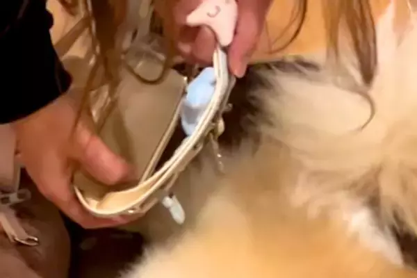 絶対に散歩に行きたくない犬が『必死に隠れようとした』結果→まさかの『バレバレすぎる隠れ方』に爆笑「超可愛い」「見えてないから見えてない」