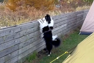 キャンプ場で『3分だけ犬のそばを離れた』結果→『置いて行かれた』と勘違いして…愛おしすぎる光景が38万再生「可愛い」「たまらない…」