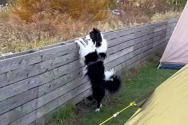 キャンプ場で『3分だけ犬のそばを離れた』結果→『置いて行かれた』と勘違いして…愛おしすぎる光景が38万再生「可愛い」「たまらない…」