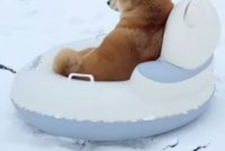 雪が積もったので『犬にソリを引っ張ってもらおう』とした結果→「逆だろｗｗｗ」「大笑いさせてもらった」思っているのと違う光景が16万再生