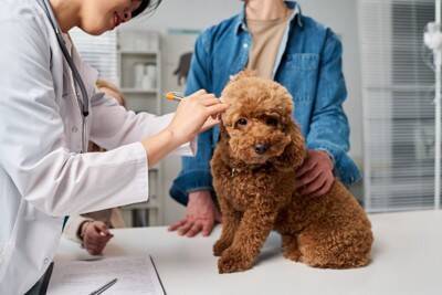 繰り返す「中耳炎」に悩む犬の飼い主さんへ…手術後も再発した症例に効いた『免疫療法』という選択肢【獣医が解説】