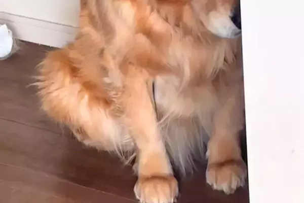 イタズラをした大型犬に『ダメでしょ』と叱った結果→申し訳なさそうに…子どものような『しょんぼり顔』に反響「表情ありすぎ」「可愛いｗｗ」