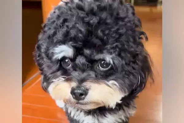 ママをお出迎えしても塩対応な犬→『パパの車』を発見すると…わかりやすい『態度の違い』に反響「パパたまらないね」「ママさんジェラシーｗ」