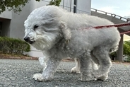 『向かい風』を受けるふわふわ犬→『追い風』になると…別犬のような『まさかの激変』が106万表示「印象違いすぎてｗｗ」「スピーカーで草」