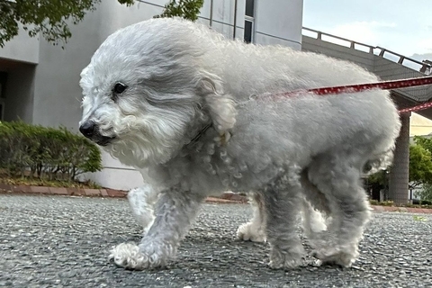 『向かい風』を受けるふわふわ犬→『追い風』になると…別犬のような『まさかの激変』が106万表示「印象違いすぎてｗｗ」「スピーカーで草」