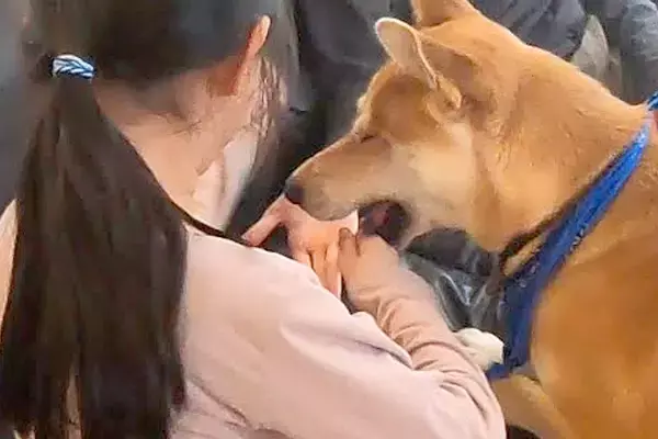 テンション高めで遊んでいたら、犬が『ケンカをしている！』と勘違いして…愛にあふれた行動に称賛「賢くて優しい」「家族が大好きなの伝わる」