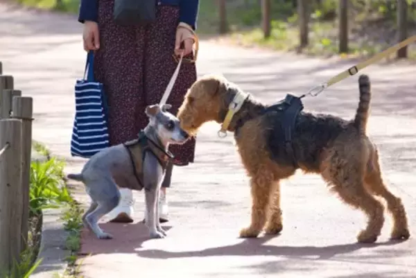 犬にとっての『良い刺激』3つ　愛犬の心と体の健康を維持するためにオススメな行為とは？