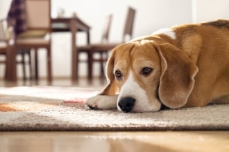 犬が『自信を失くした』ときにみせる行動5選　愛犬の自己肯定感を高める接し方まで解説