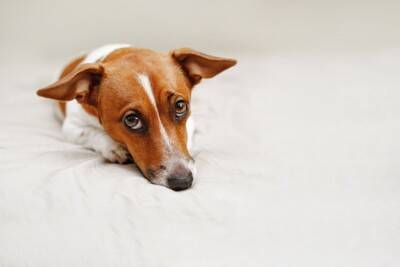 犬が『自信を失くした』ときにみせる行動5選　愛犬の自己肯定感を高める接し方まで解説