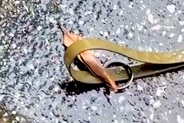 リードに何かが引っ掛かっていたら止まる大型犬→試しに『葉っぱ』を置いてみたら…まさかの光景が198万再生「なんて可愛い」「おもろすぎｗｗ」