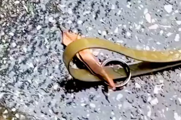 リードに何かが引っ掛かっていたら止まる大型犬→試しに『葉っぱ』を置いてみたら…まさかの光景が198万再生「なんて可愛い」「おもろすぎｗｗ」