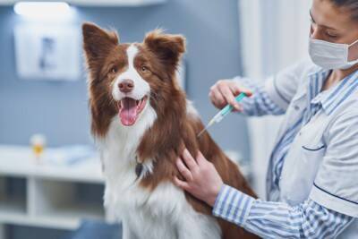 犬から人にうつる『人獣共通感染症』とは？安心して生活するために必要な知識や対策まで