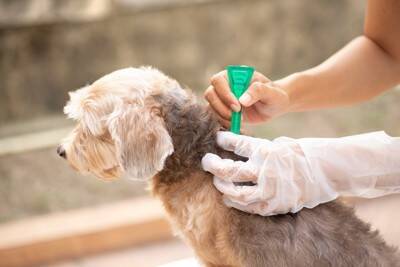 犬から人にうつる『人獣共通感染症』とは？安心して生活するために必要な知識や対策まで