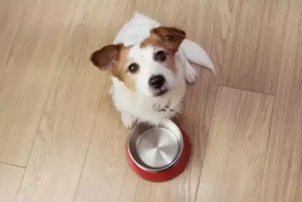 犬は『満腹』にならないって本当？しつこくご飯を欲しがる場合の対処法まで