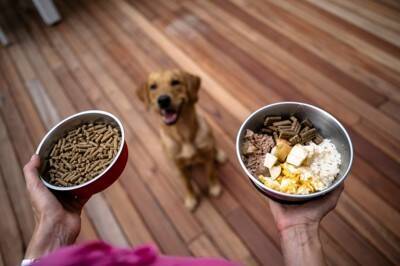 犬は『満腹』にならないって本当？しつこくご飯を欲しがる場合の対処法まで
