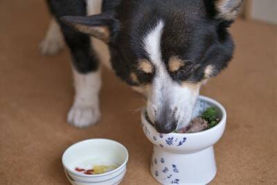 犬は『満腹』にならないって本当？しつこくご飯を欲しがる場合の対処法まで