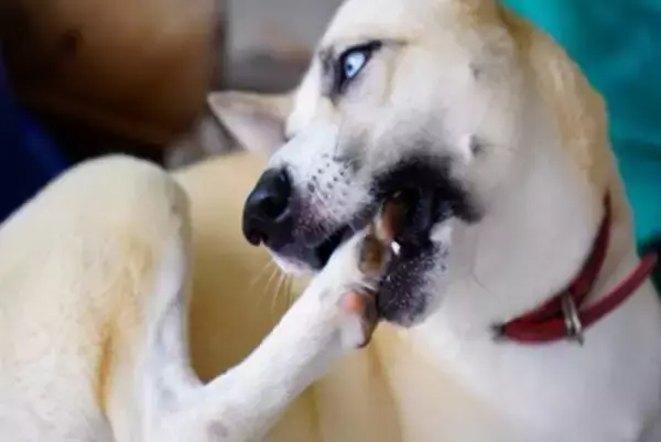 犬が『自分の手足を噛んでしまう』3つの理由　治療が必要な注意すべき症状まで