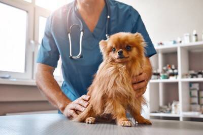 犬が『自分の手足を噛んでしまう』3つの理由　治療が必要な注意すべき症状まで