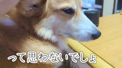 「不満顔が可愛い」「最高すぎ」「つい笑ってしまう」頭を踏まれた柴犬と踏んでしまったコーギーの不穏な場面に爆笑