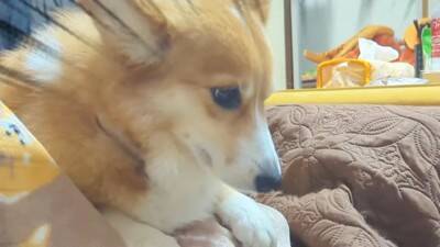 「不満顔が可愛い」「最高すぎ」「つい笑ってしまう」頭を踏まれた柴犬と踏んでしまったコーギーの不穏な場面に爆笑