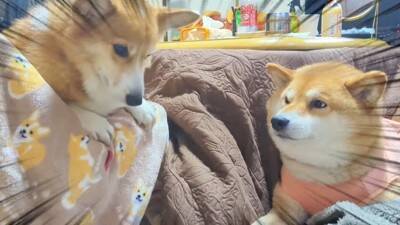 「不満顔が可愛い」「最高すぎ」「つい笑ってしまう」頭を踏まれた柴犬と踏んでしまったコーギーの不穏な場面に爆笑