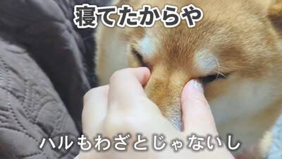 「不満顔が可愛い」「最高すぎ」「つい笑ってしまう」頭を踏まれた柴犬と踏んでしまったコーギーの不穏な場面に爆笑