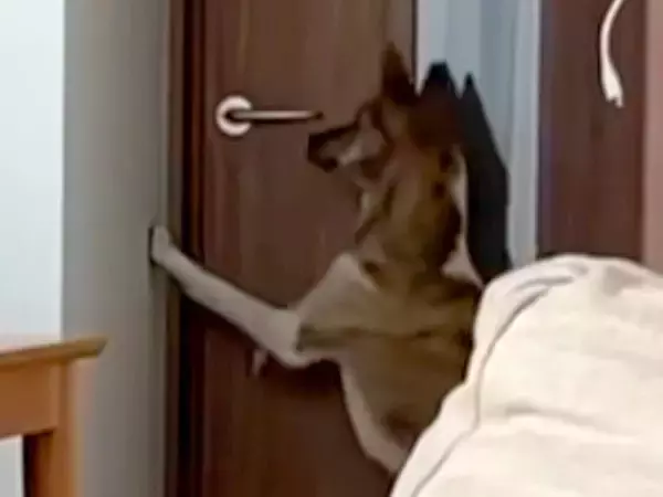 ドア前の向こう側に行きたい犬→次の瞬間…人間にしか見えない『まさかの行動』が話題「お上品で爆笑したｗｗ」「鍵閉められるようになりそう」