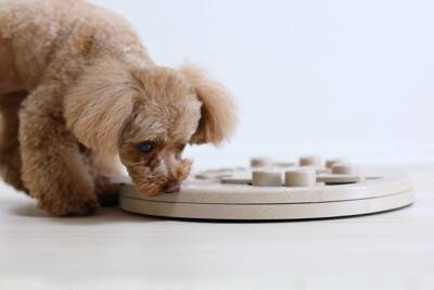 老犬の認知症を予防する『脳トレ』4つ　お家で楽しむ方法から安全に遊ぶための注意点まで
