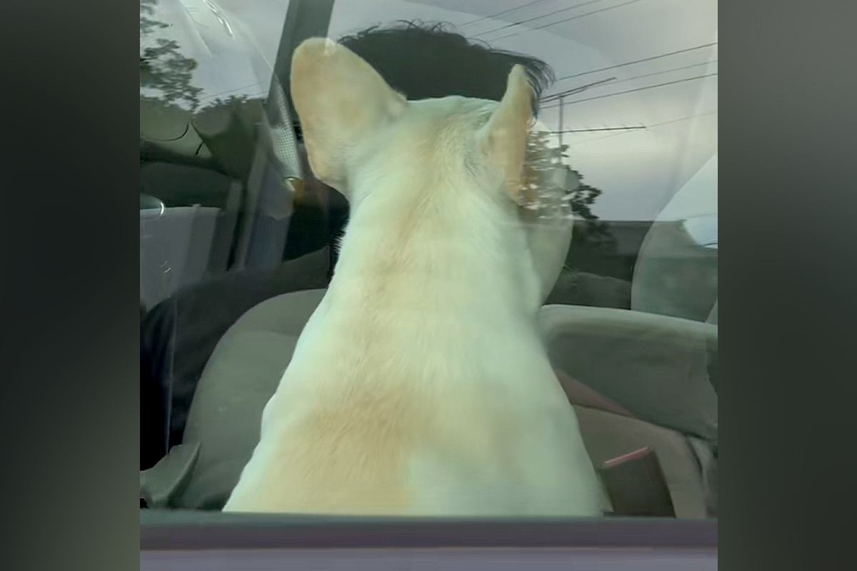 車でお留守番する犬→すぐに戻った結果…気付いた瞬間に見せた『動揺する表情』が面白すぎると51万再生「目が点で草」「人間そっくりｗｗ」