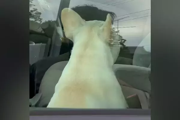 車でお留守番する犬→すぐに戻った結果…気付いた瞬間に見せた『動揺する表情』が面白すぎると51万再生「目が点で草」「人間そっくりｗｗ」