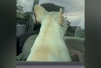 車でお留守番する犬→すぐに戻った結果…気付いた瞬間に見せた『動揺する表情』が面白すぎると51万再生「目が点で草」「人間そっくりｗｗ」