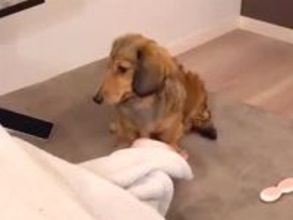 インフルエンザで『パパとママが寝込んだ』結果→犬がそばに寄り添ってくれて…愛を感じる『看病』に反響「なんて優しいの…」「本当に賢い」