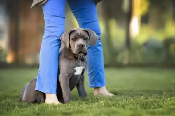 犬が飼い主の『足の間に入り込む』心理５選　可愛すぎる行動の意味や注意点まで解説