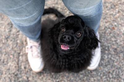 犬が飼い主の『足の間に入り込む』心理５選　可愛すぎる行動の意味や注意点まで解説