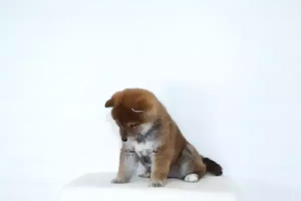 犬が『ごめんなさい』と言っているサイン4選　反省しているかどうかを見極める方法まで